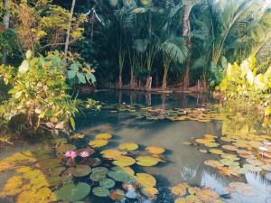 un estanque lleno de lirios y palmeras en Remote Home near Secret Lagoon with Motorcycle, en Siquijor