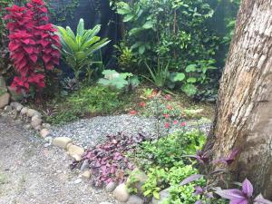 a garden with colorful flowers and a tree at Casita Coco in Puerto Limón +3 photos