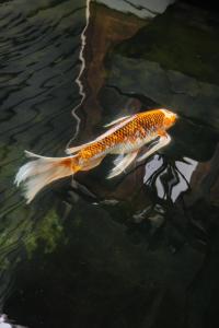a fish is swimming in the water at The Koi House with Pool in Kailua-Kona