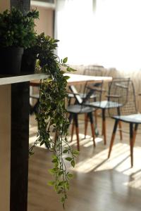 Eine Pflanze hängt an einem Tisch in einem Raum in der Unterkunft Опълченец in Schipka