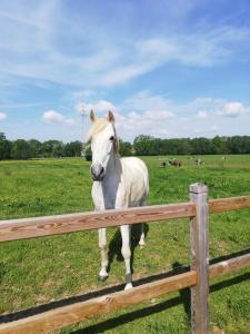 a white horse standing behind a wooden fence at Roos 14, sfeervol vakantieverblijf in hartje Hageland in Kortenaken