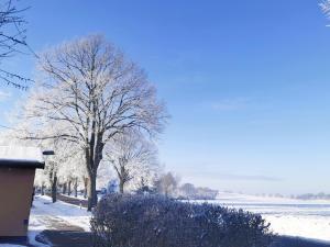 a tree covered in snow next to a field at Ferienwohnung "Carinerland" mit Terrasse in Ostseenähe 
