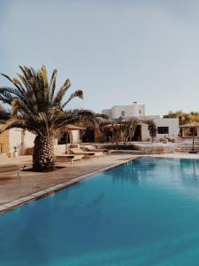 a large swimming pool with a palm tree and chairs at Maison Belhazar in Essaouira