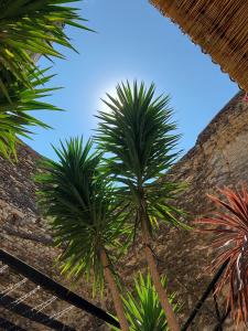 two palm trees in front of a building at Chambre d'hôtes Gard in Meynes