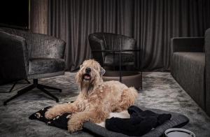 Fotografie z fotogalerie ubytování Mana Sleep & Spa v destinaci Druskininkai