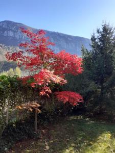 Gallery image of Pensiune Safrane in Băile Herculane