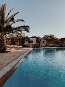 - une piscine avec un palmier à côté d'un bâtiment dans l'établissement Maison Belhazar, à Essaouira