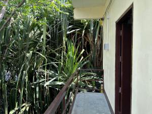 a hallway with tall plants next to a building at Sleep tight hostel koh tao in Koh Tao