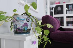 a potted plant sitting on a table next to a purple chair at The Dream Holiday Room in Belicena