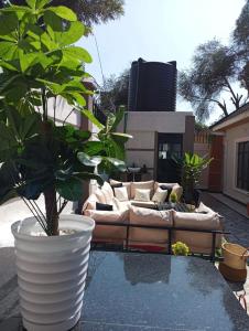 un divano su un patio con una pianta di CACECY LUXURY HOMES a Bungoma
