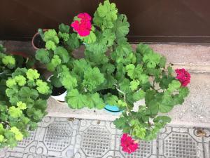 a plant with pink and green flowers in a pot at Vila Tradicionale Violeta Korce in Korçë