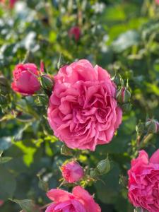 un grupo de rosas rosas en una planta en Panoramahotel Steirerland, en Kitzeck im Sausal