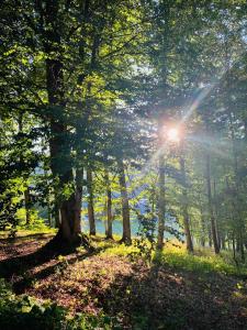 une forêt où le soleil brille à travers les arbres dans l'établissement Crystal Woods, à Bakuriani