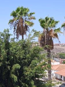duas palmeiras no meio de uma cidade em Casa Panorámica em Maspalomas