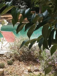 SabranにあるB&B Maison Felisaの水の前に緑葉の木