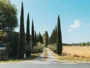 a row of cypress trees on a road at Rustic Farmhouse in Cortona with Swimming Pool in Cortona