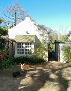 two cats standing in front of a house at 30 Oak Street in Greyton