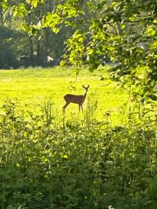 a deer standing in a field of grass at NIEUW Eco design bosvilla met sauna en xl tuin in Wateren