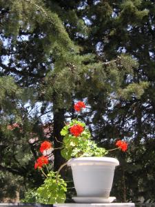 Zahrada ubytování Danae Hotel