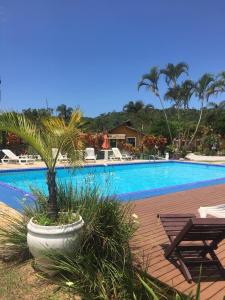 una palmera en una olla junto a una piscina en Chalé 31, en Florianópolis