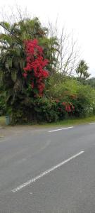 un arbusto con flores rojas al lado de una carretera en Chez Claudia, en Salazie
