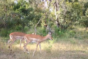 two gazelles walking in a field of grass at Zambezi Family Lodge - Buffalo Room in Victoria Falls