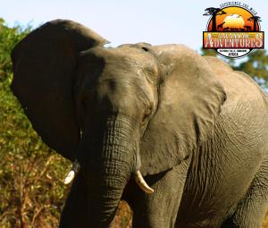 um elefante com presas num campo em Room in Villa - Zambezi Family Lodge - Lion Room em Victoria Falls