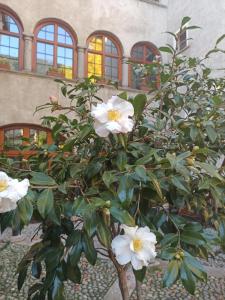 Zahrada ubytování B&b di Charme Palazzo Lambertenghi