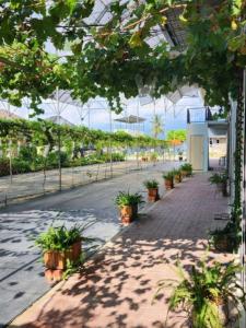 Zahrada ubytování Grapevine Garden