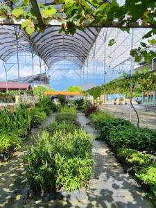szklarnia z rzędami roślin w obiekcie Grapevine Garden w mieście Kota Kinabalu