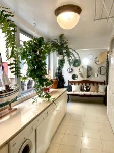 uma cozinha com plantas no balcão e um sofá em Niko Rooms em Santa Cruz de Tenerife