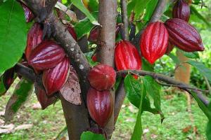 een bos rode vruchten op een boomtak bij HÒANG HÔN HOMESTAY in Ben Tre