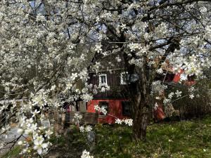 a tree with white flowers in front of a house at Ferienwohnung "An der schönen Bahra" in Bahra +9 photos
