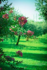 un albero con fiori rosa in un campo di Agriturismo Olistella a Palazzolo dello Stella