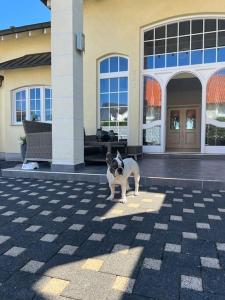 a black and white dog standing in front of a building at Komplette Luxuriöse Villa mit fantastischer Aussicht 1000 qm Garten 10 min nach Saarbrücken in Oeting