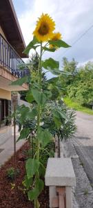 Un jardín fuera de Corte Toffoletti