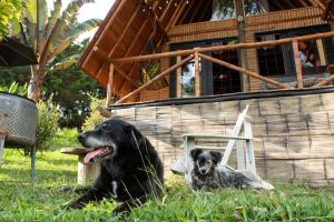 Gæludýr sem dvelur með gesti á Glamping con jacuzzi cerca a Medellin