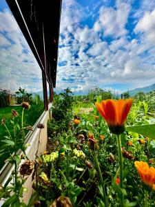 Trabzon Mountain House-UZUNLU في طرابزون: حديقة بها زهور برتقالية على حافة النافذة