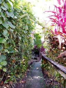 einen Garten mit vielen Pflanzen und einem Weg in der Unterkunft Island Home in Honiara