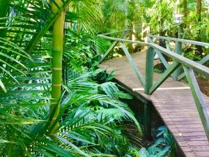 a wooden walkway in a jungle with green plants at Chalet Relax on Gallery Walk with Bath, Fireplace, WiFi & Netflix in Mount Tamborine