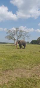 ein Elefant steht auf einem Feld mit einem Baum in der Unterkunft Pidurangala View Treehouse in Sigiriya