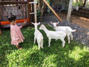 a little girl standing next to three goats at กระบองแพะ in Ban Nong Khwang