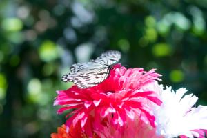 una mariposa sentada encima de una flor rosa en Sea-k-SEVEN Hotels and Resorts-, en Motobu