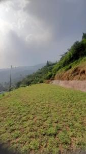 a field of grass on the side of a hill at Paseban Mountain View Camping Ground in Pondok Cipaseban