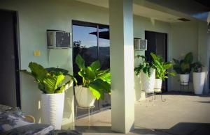 a group of plants in white vases in a room at Mamay's Homestay in Tagbilaran City
