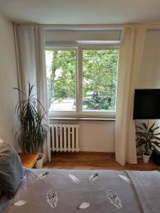 Schlafzimmer mit einem großen Fenster und einem Bett in der Unterkunft Apartament przy Stadionie Free Parking in Bolesławiec