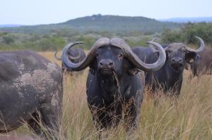 a group of buffalo standing in the grass at Bushwa Private Game Lodge in Vaalwater