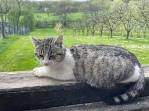 Animal sau animale de companie care stau la Grandpa's House in Hateg