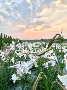 un campo de flores blancas con la puesta de sol en el fondo en Lily Garden Homestay en Yilan City