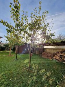 dos árboles en un patio con el sol brillando sobre ellos en BarberinoRelax, en Barberino di Mugello
